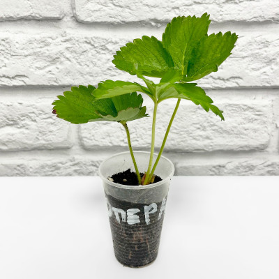 Клубника ОПЕРА рассада