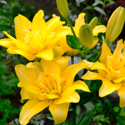 Лилия Сандью (1шт)