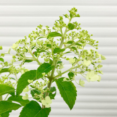 Гортензия метельчатая Бобо (2)