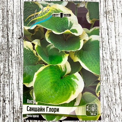 Хоста САНШАЙН ГЛОРИ