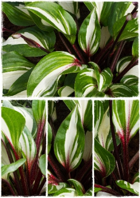 Хоста Рэспберри Сандае (1шт) 5604