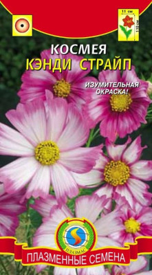 Космея Кэнди Страйп