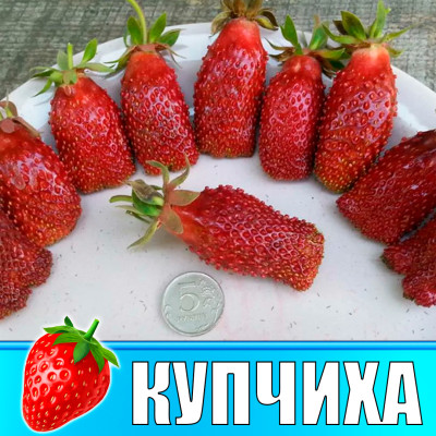 Земляника (Клубника) Купчиха Земклуника в стаканчике