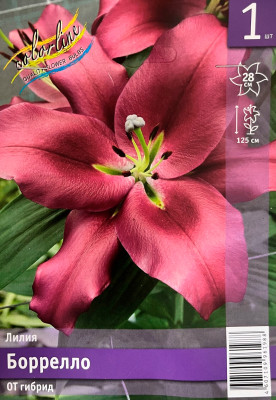Лилия Борелло (1шт)