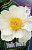 Пион Уайт Вингз (1шт) 6894