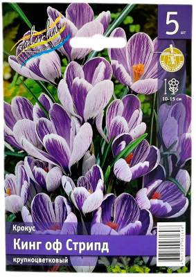Крокус Кинг оф Стрипд крупноцветковый