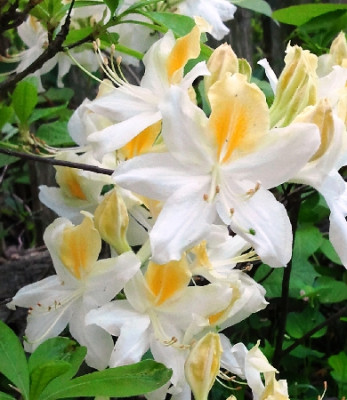 Азалия Ноферн Хай-Лайтс 5613