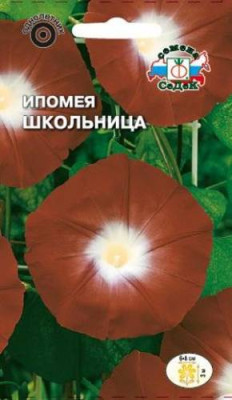 Ипомея Школьница