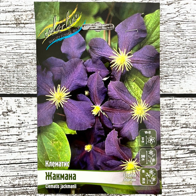 Клематис ЖАКМАНА (3 ГРУППА ОБРЕЗКИ)