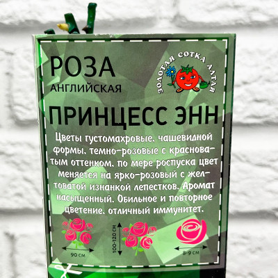 Роза английская Принцесс энн описание