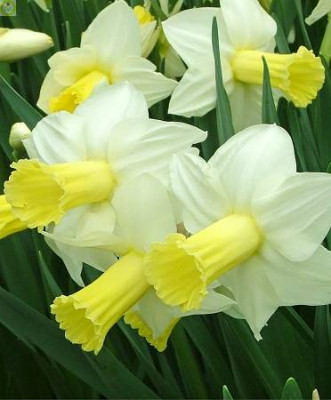 Нарцисс Ара (1шт)