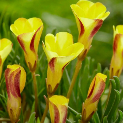 Оксалис (кислица) Голден Кейп (2)