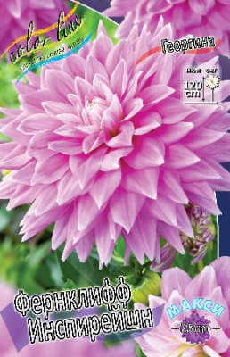Георгин Фернклифф Инспирейшн 1шт Георгин Фернклифф Инспирейшн 1шт