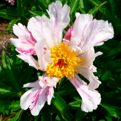 Пион Твиттерпейтед (упаковка 1шт) 6894