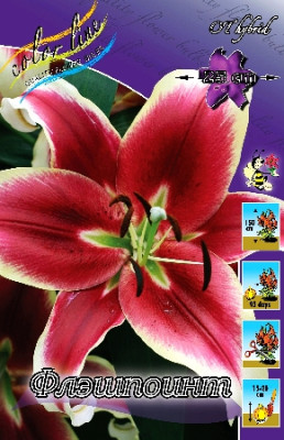 Лилия Флэшпоинт (1шт) 3130