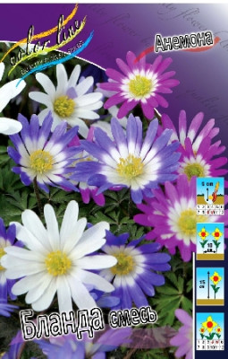 Анемона Бланда, смесь (15шт) 1814