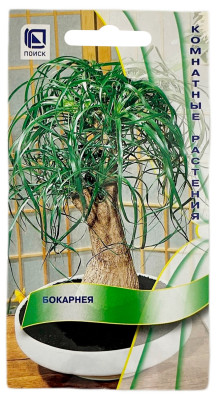 Бокарнея ПОИСК