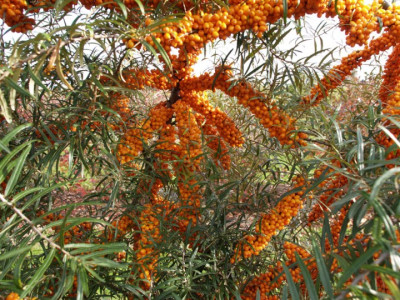 Жимолость Черничка 5057