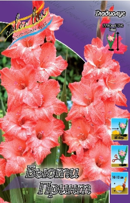 Гладиолус Бьюти Принт (1шт) 3882