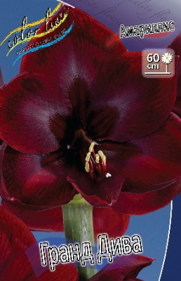 Амариллис Гранд Дива (1шт) 5841