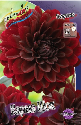 Георгин Карма Шок (1шт)