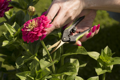 Ножницы садовые 165мм Titanium 1382 ЦИ