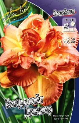 Лилейник Кэндллайт Диннер (1шт)