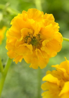 Гравилат Леди Стратеден (1шт) 6784