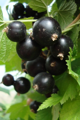 Смородина черная Надина