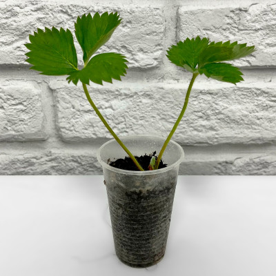 Клубника САН АНДРЕАС