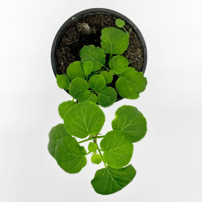 Гортензия вьющаяся черешковая (3)