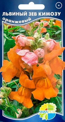 Львиный зев Кимозу оранж (антирринум, пумилум кимозу)