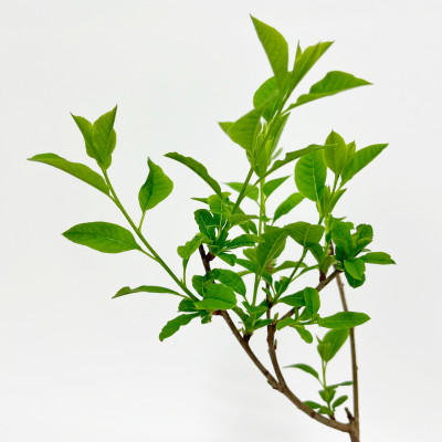 Экзохорда Лотус Мун