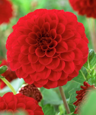 Георгин Несцио (1шт) 3635