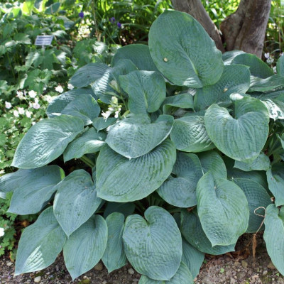 Хоста Брессингхам Блю (1шт)