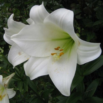 Лилия Уайт Си (1шт) 7102