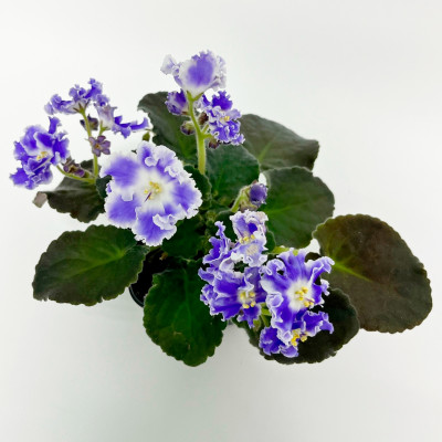 Фиалка саженцы микс Фиалка саженцы микс