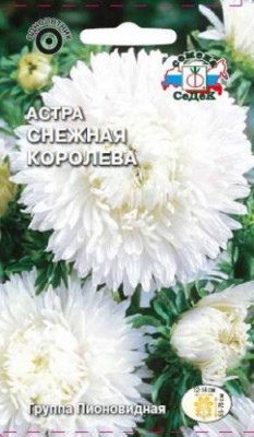 Астра Снежная Королева (пионовидная, белая)