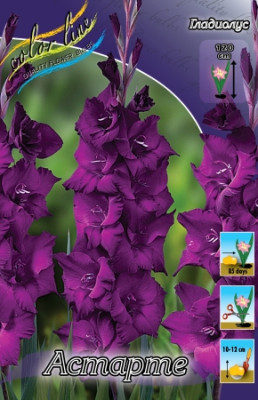 Гладиолус Астарте (1шт) 2976