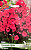 Флокс Гренадин Дрим (2шт)