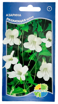 Азарина Лазающая белая (вайт) АКВАРЕЛЬ