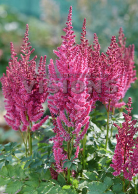 Астильба Партиезз Караоке Парти (1шт) 5768