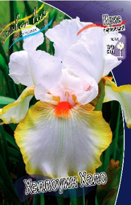 Ирис Германский Хэллоуин Хало (2шт) 4118