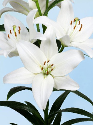 Лилия Логан (1шт) L-024