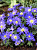 Анемона Блю Шейдс (10шт) 178