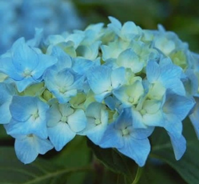 Гортензия крупнолистовая Мини Пенни 5626