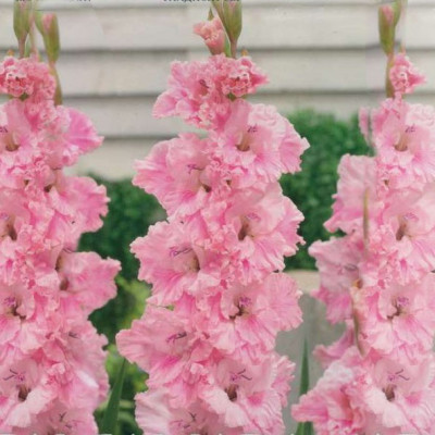 Гладиолус Самара 1шт