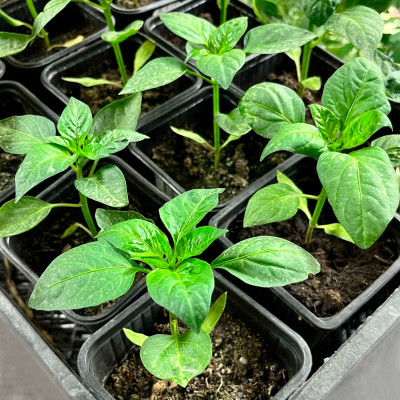 Рассада ПЕРЦЕВ (2)