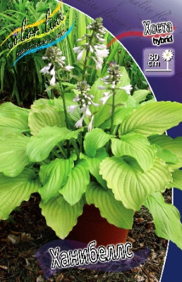 Хоста Ханибеллс (2шт) 4204
