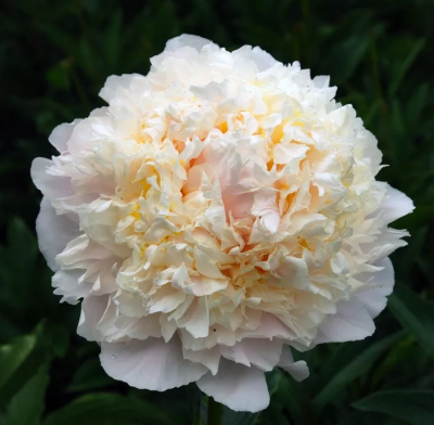 Пион Чеддар Чииз (1шт)